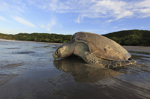 Olive ridley sea turtle