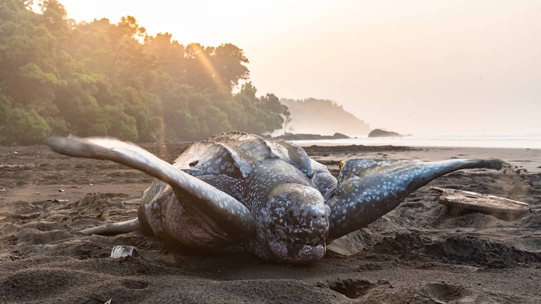 Leatherback turtle