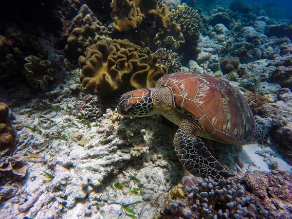 Green sea turtle